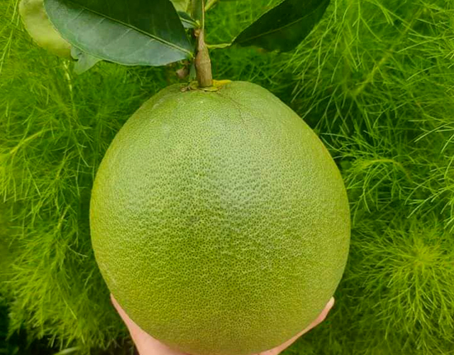 Bưởi da xanh Quới Sơn