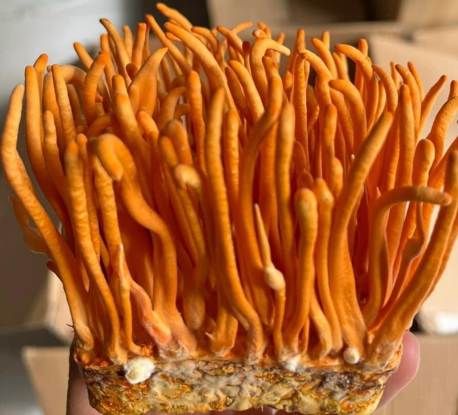 415263724_242456885547300_8046069700636872258_n